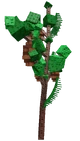 Giant Pinecone